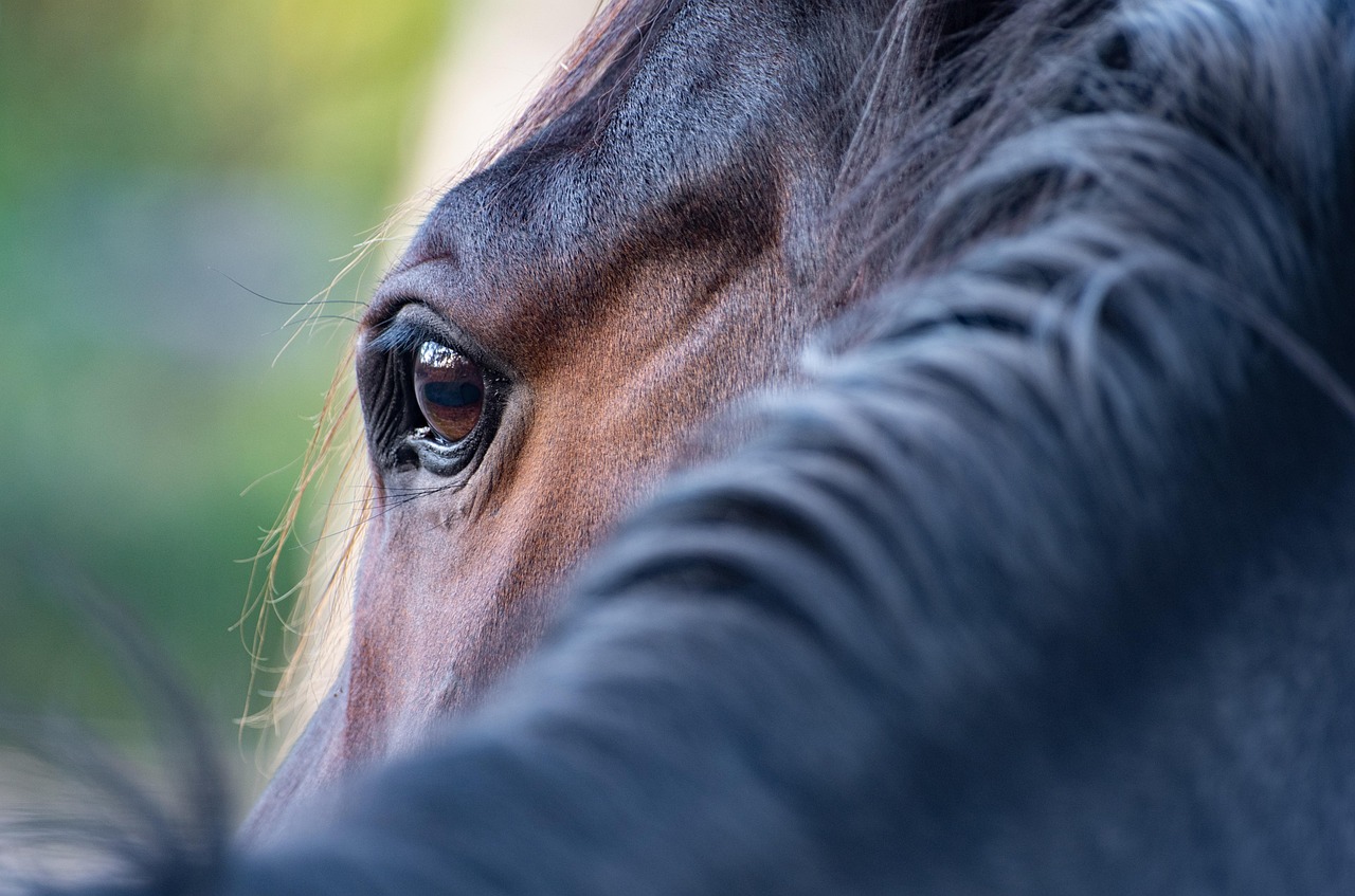 Cela ou sela: Diferenças entre cadeia e cavalo