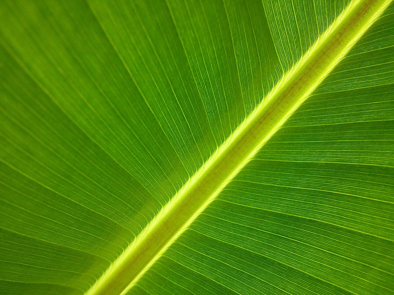 O coletivo de bananas: Saiba qual é e como usar