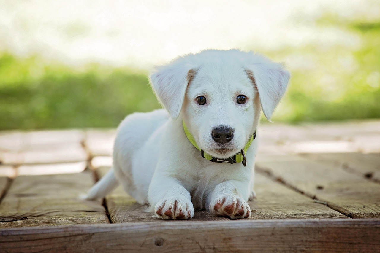 O feminino de cachorro: Veja qual é a forma correta