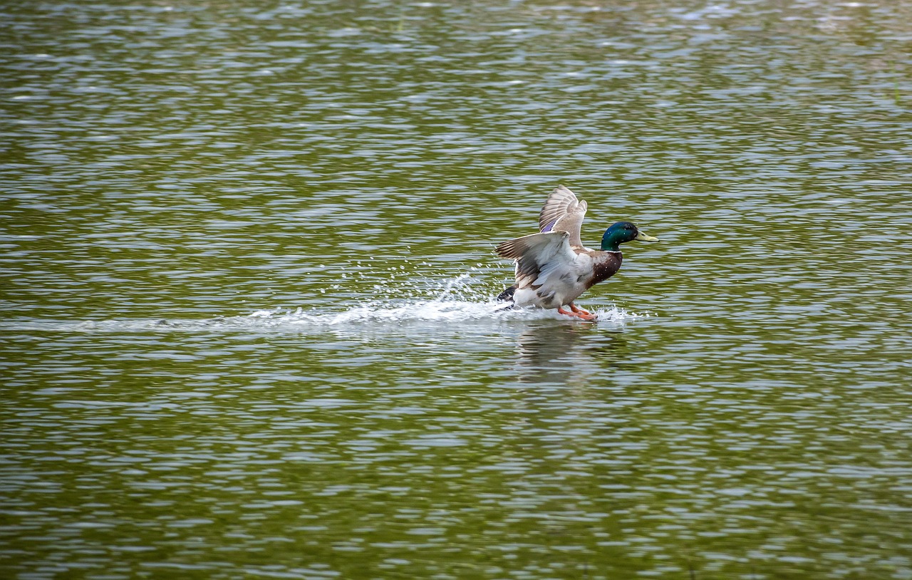 O que é Denominador? Conceito e Uso em Frações