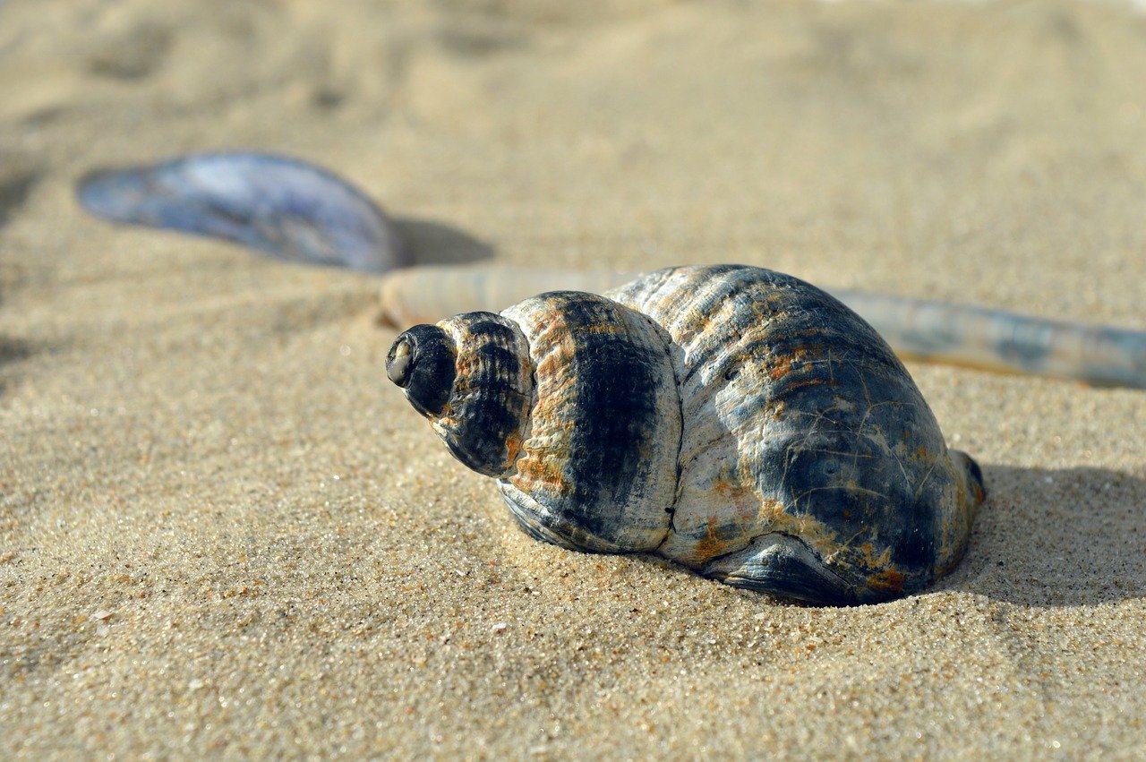 Oração a Iemanjá: Versão Tradicional para Pedidos de Proteção