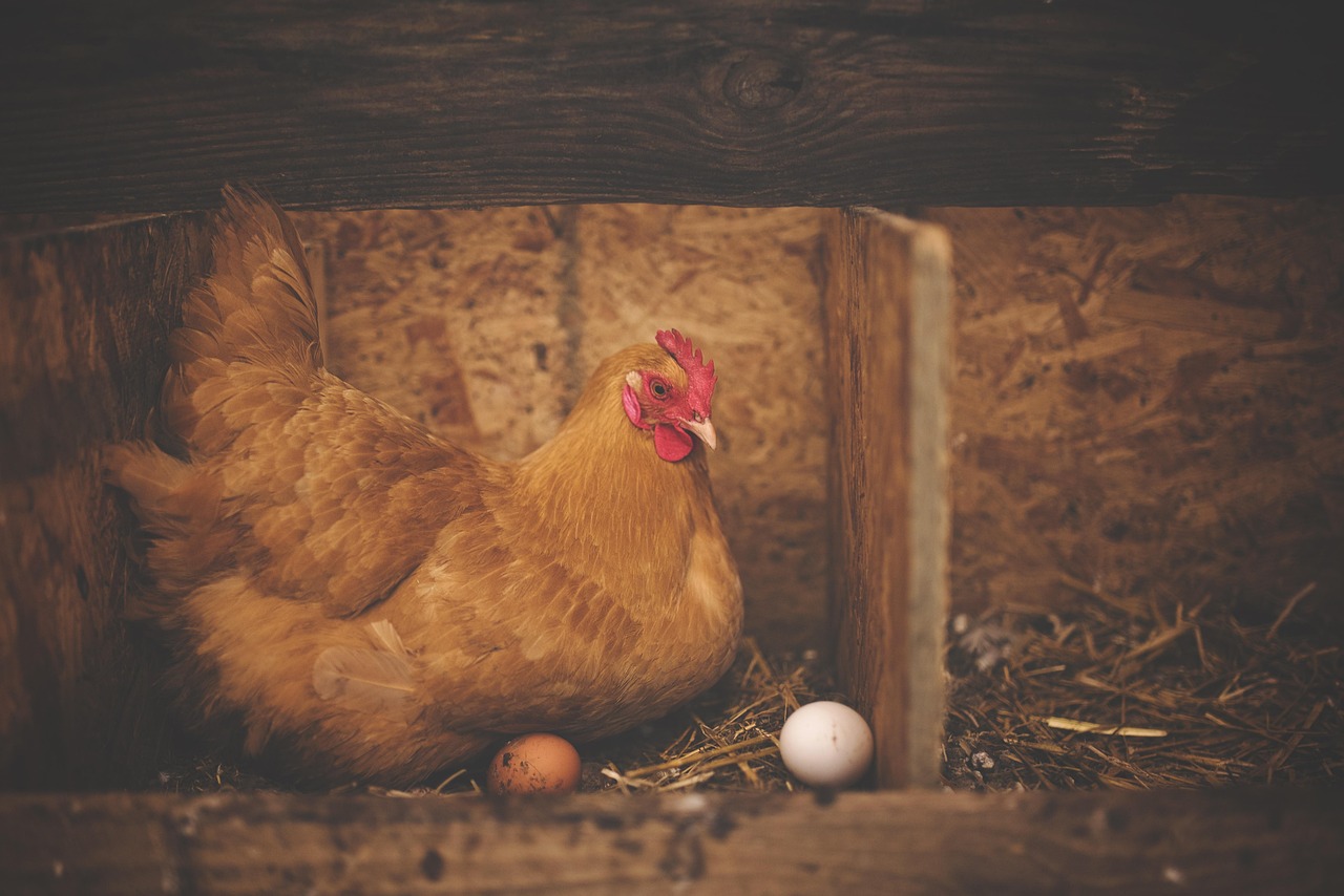 Pode comer frango na Sexta-feira Santa? Veja a resposta