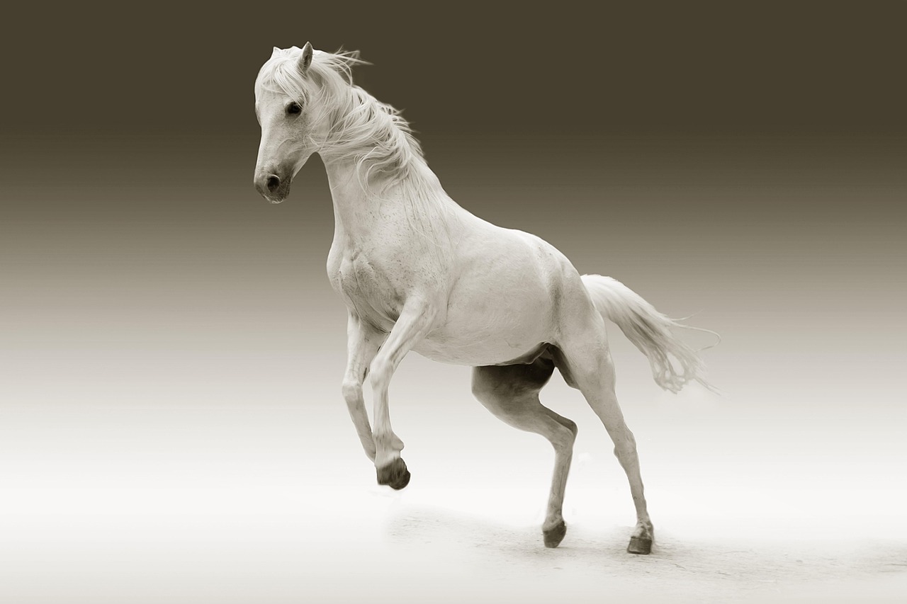 Cela ou sela: Diferenças entre cadeia e cavalo