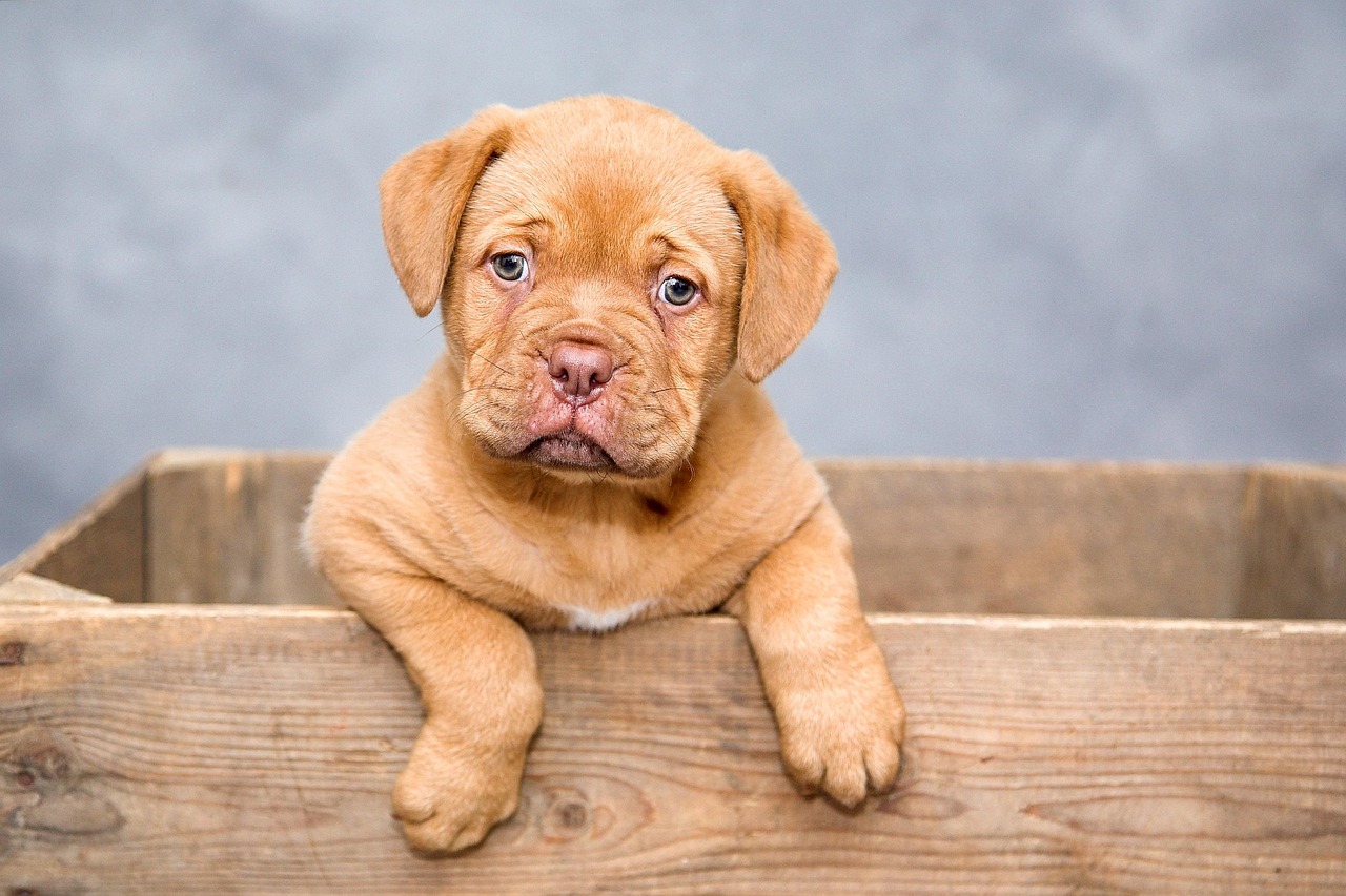 O feminino de cachorro: Veja qual é a forma correta