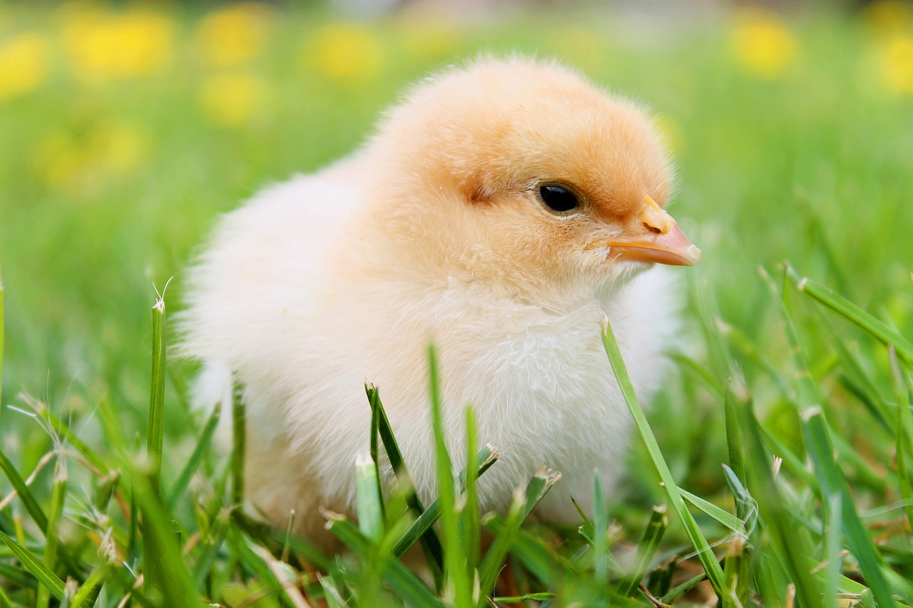 Pode comer frango na Sexta-feira Santa? Veja a resposta