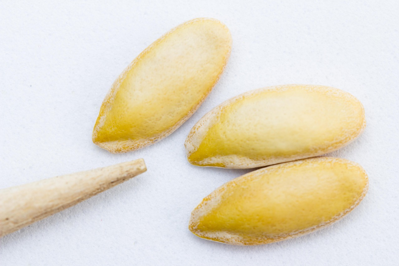 Fases do Desenvolvimento Embrionário: Guia Visual em 5 Passos