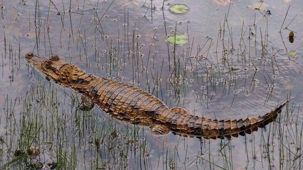 Quem Nasce em Amazonas é: Gentílico e Fatos Interessantes