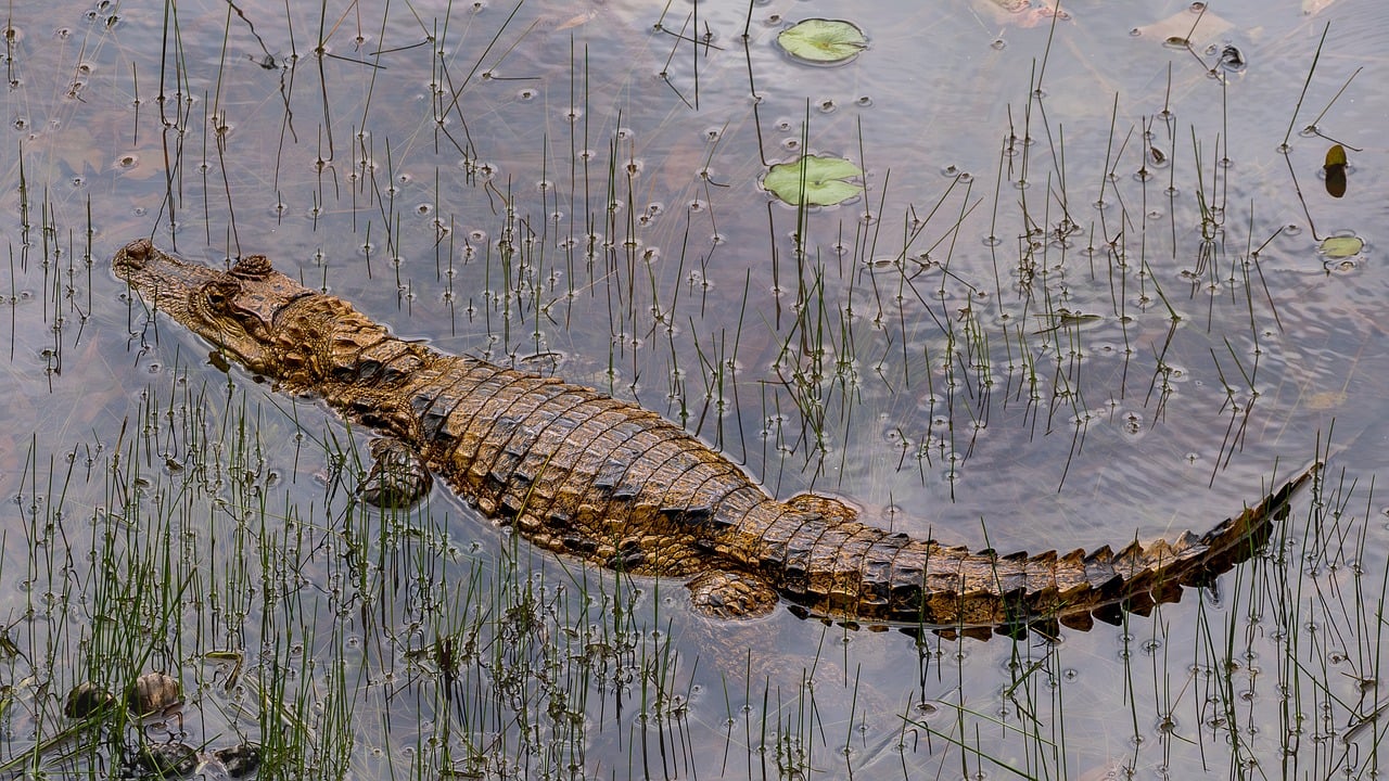 Quem Nasce em Amazonas é: Gentílico e Fatos Interessantes